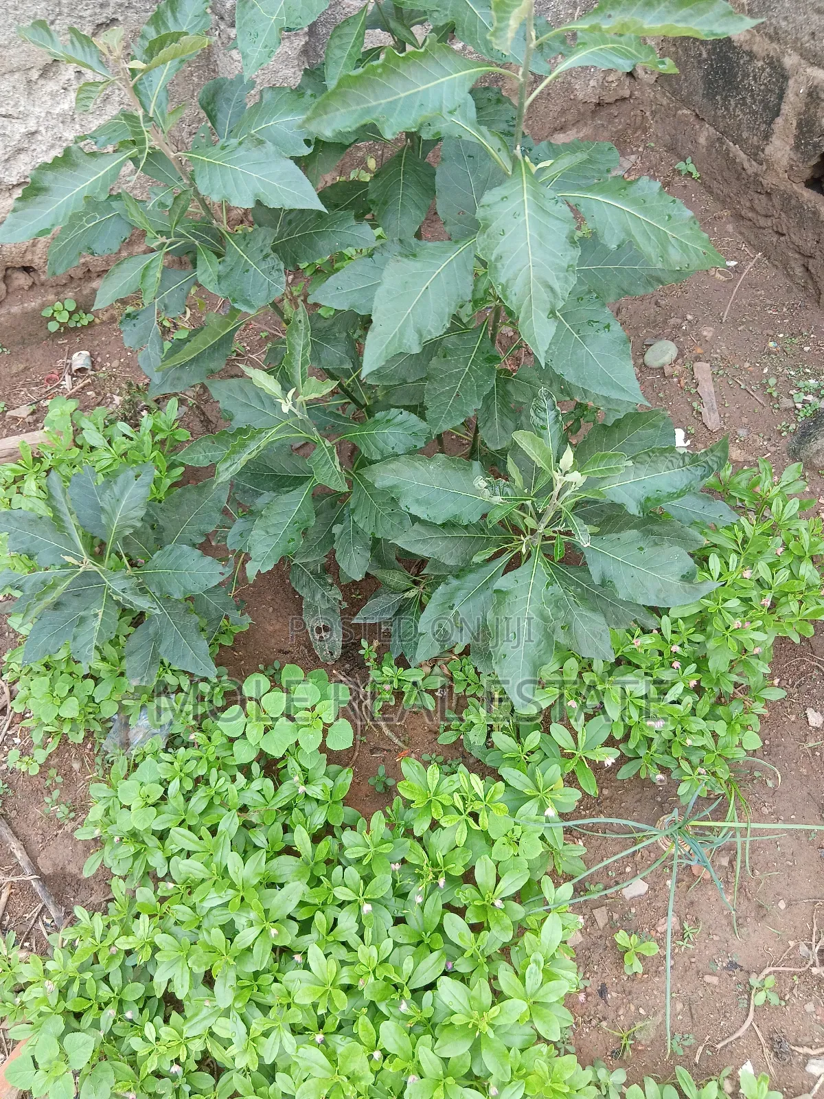 Banana Island Plots 4 Sale Non Water Front