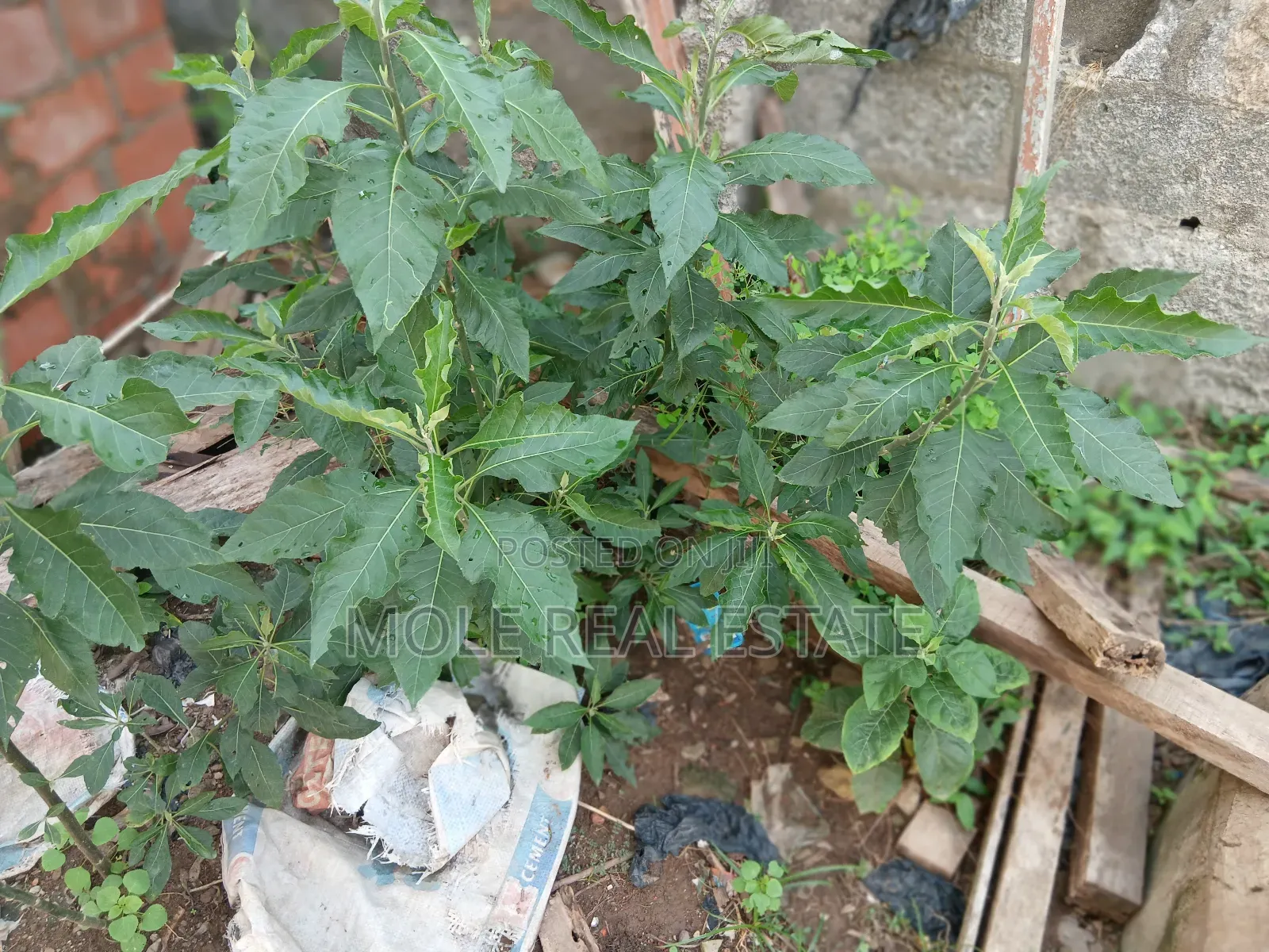 824.582sqm Plot Mainleki 4 Sale Phase 1