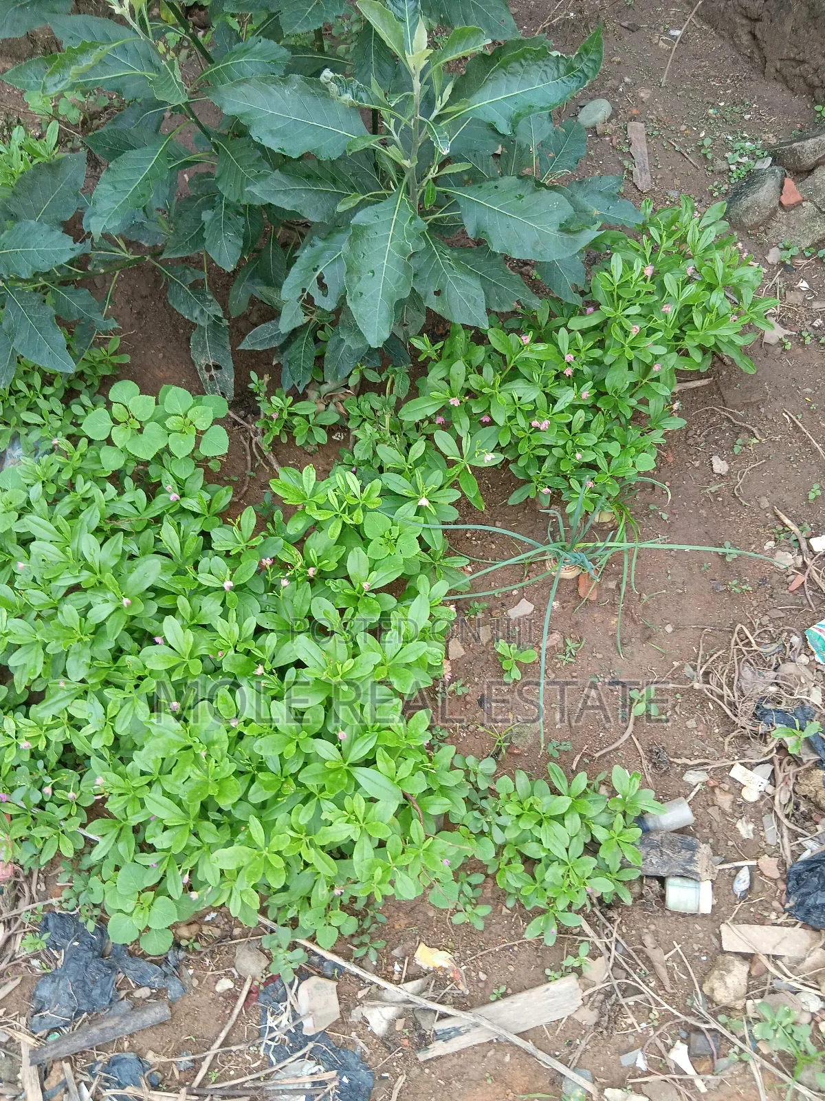 3600sqm Osborne Phase 1 Estate Ikoyi 4 Sale