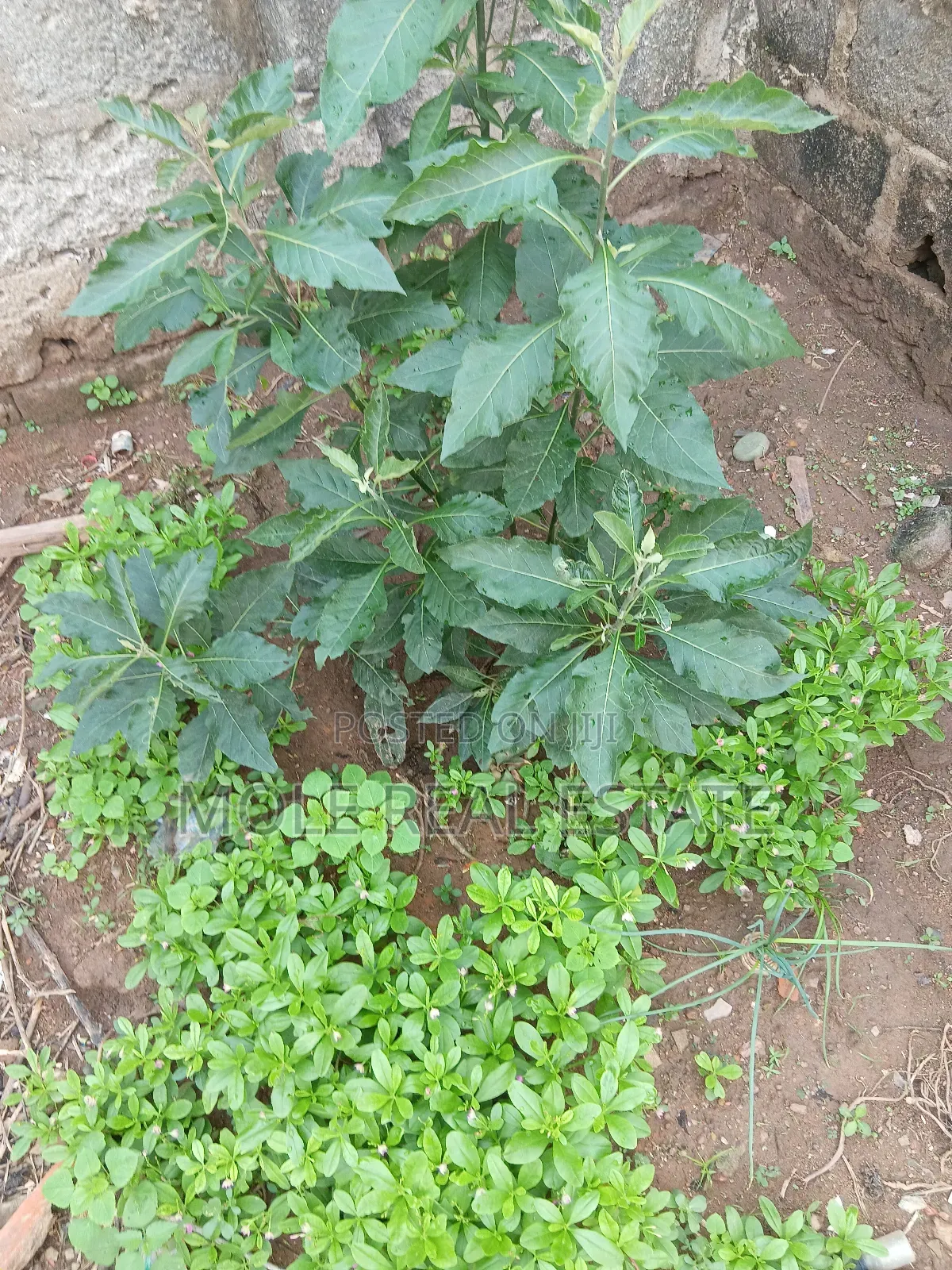 Plots Of Land Cameroon Rd Ikoyi Lagos 4 Sale Ikoyi