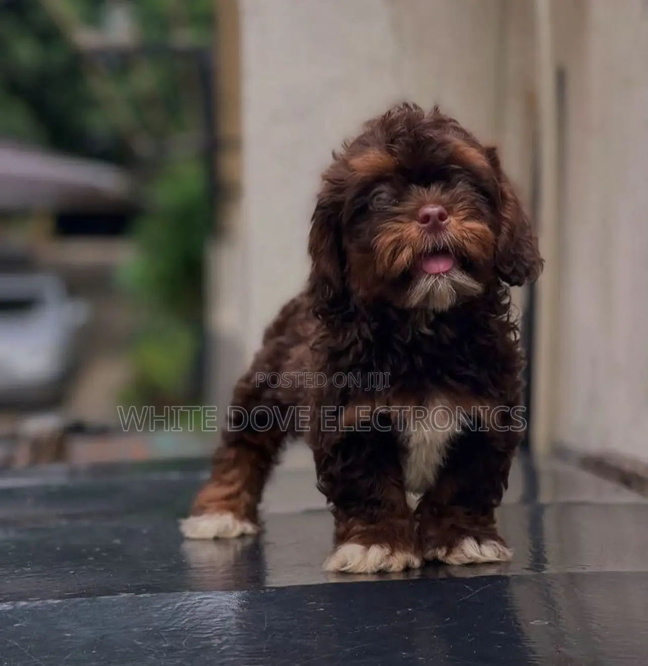 1-3 months Female Purebred Lhasa Apso