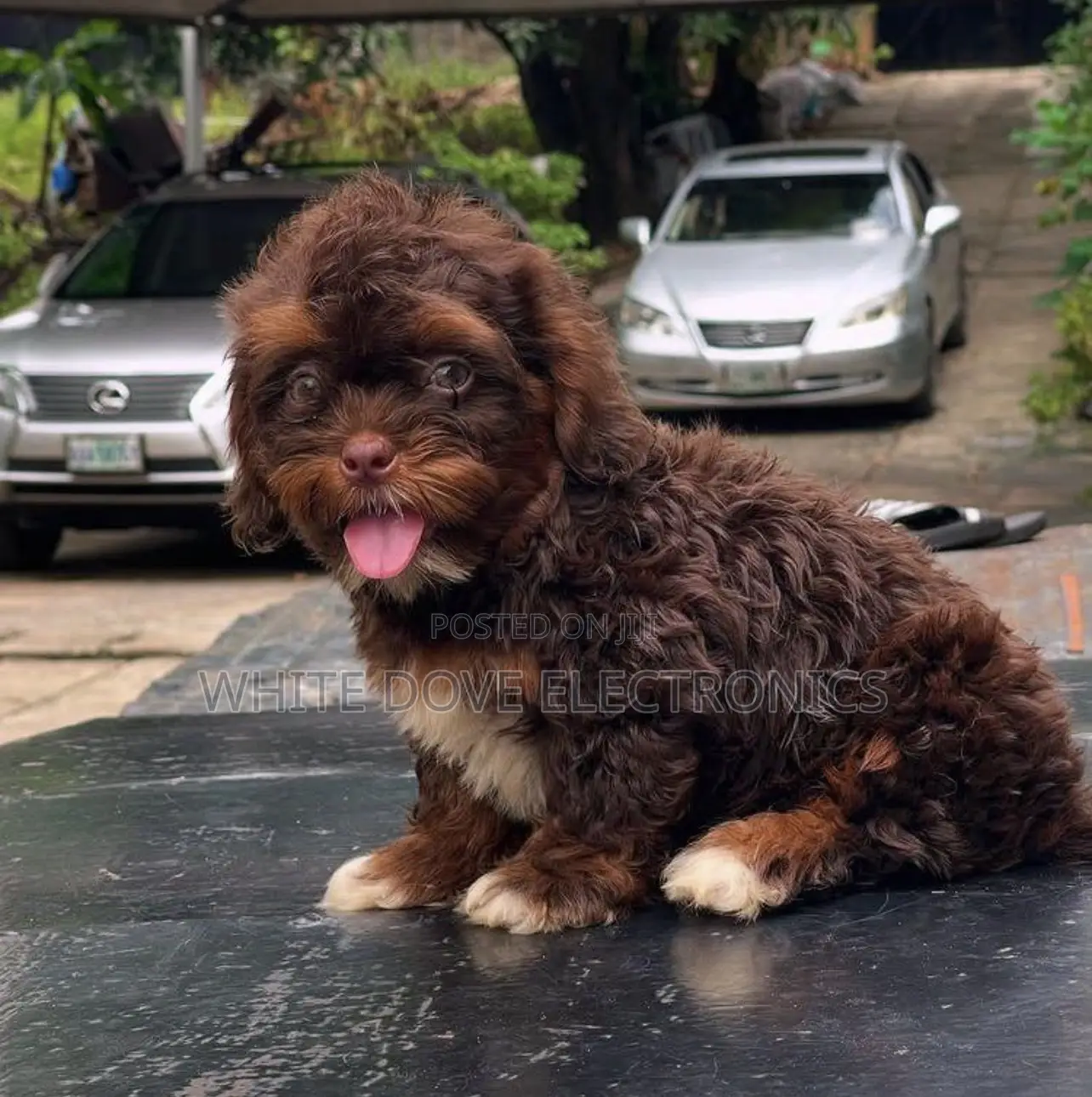 1-3 months Female Purebred Lhasa Apso