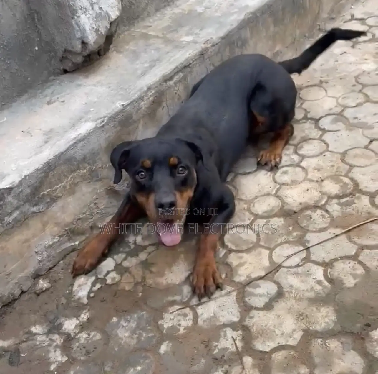 6-12 months Female Purebred Rottweiler