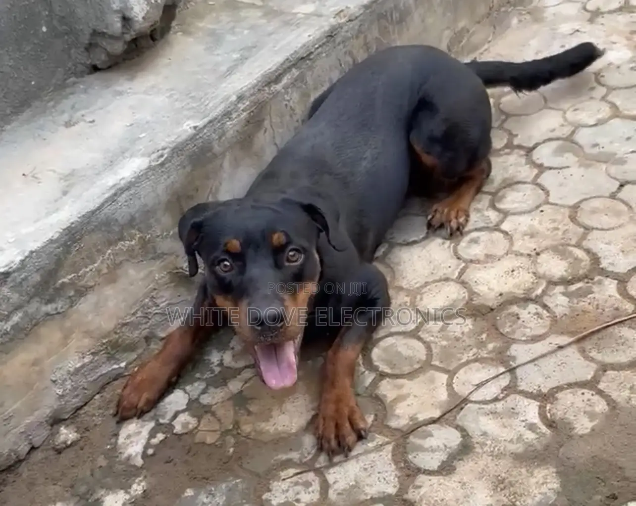 6-12 months Female Purebred Rottweiler