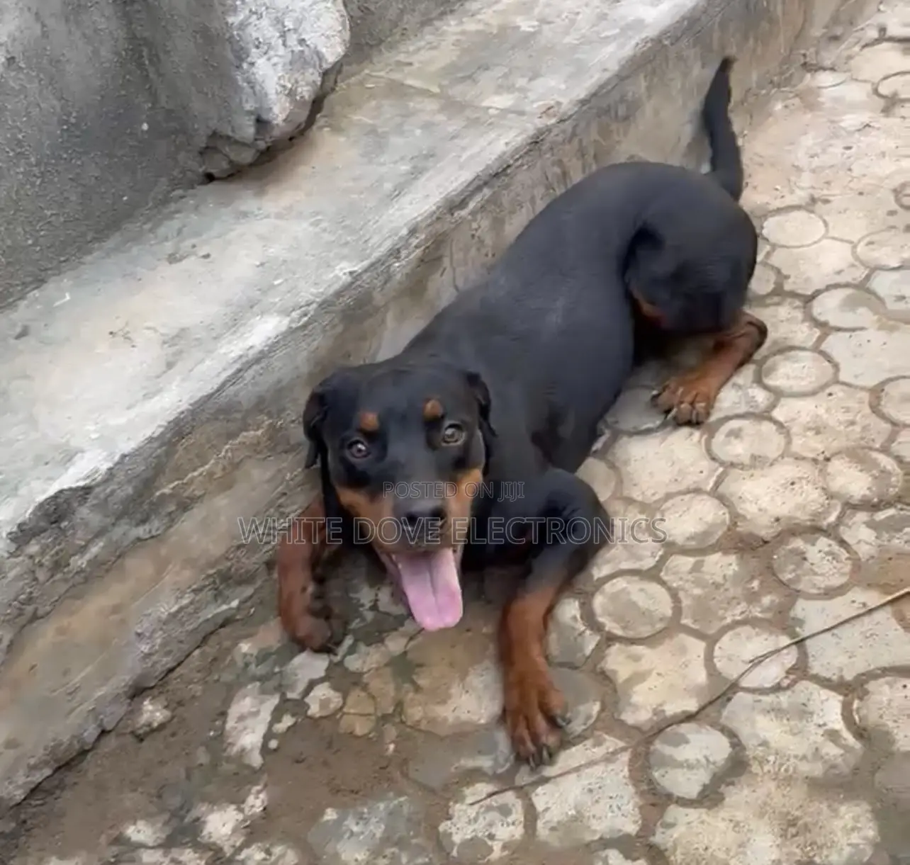 6-12 months Female Purebred Rottweiler