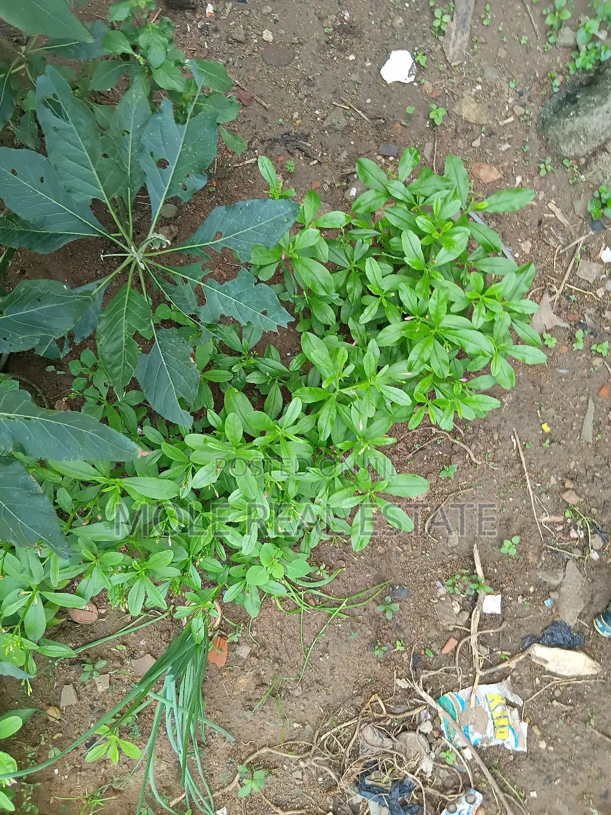 465 Acers of Land Lagos Ibàdan Expressway