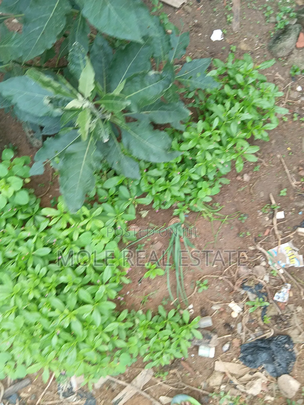 Full Plot Fenced Gated Near Egbeda Bustop Akowonjo