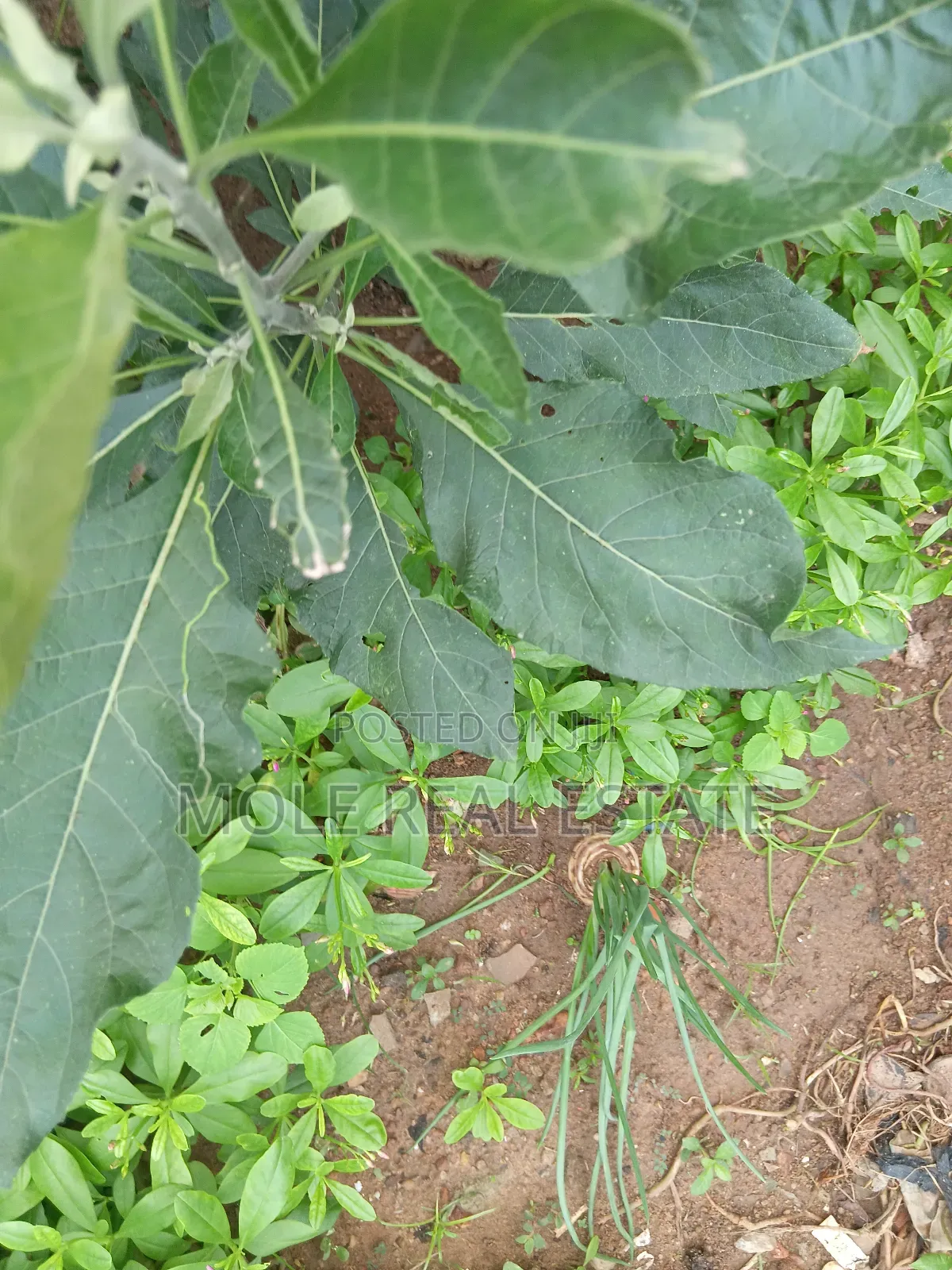 1600sqm ( Two Half ) Plots Ikotun Iguando Rd