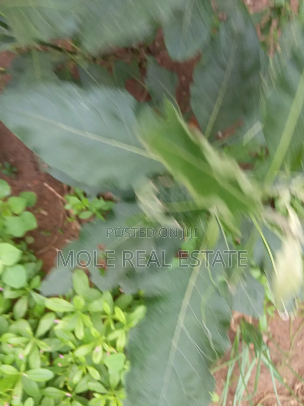1600sqm ( Two Half ) Plots Ikotun Iguando Rd