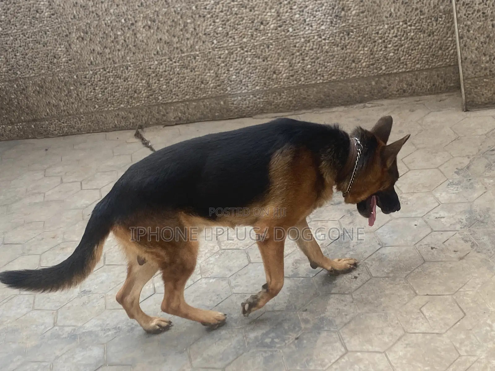 1+ year Male Purebred German Shepherd