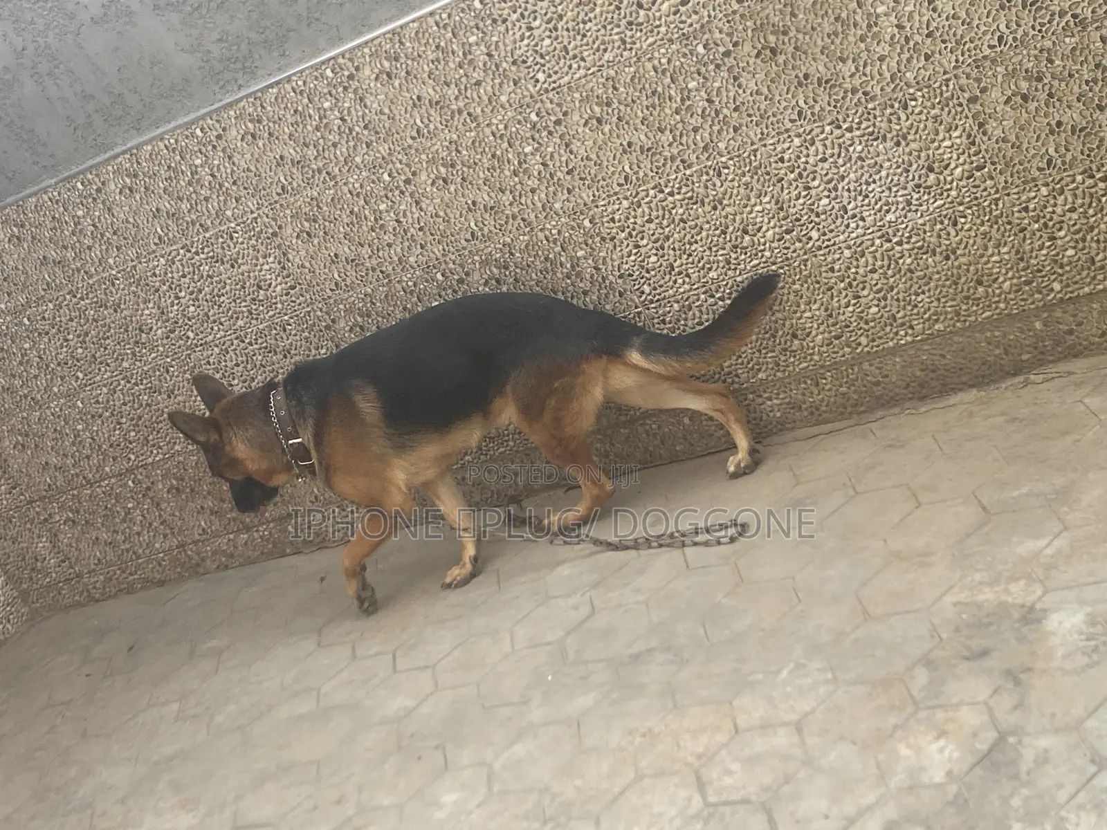 1+ year Male Purebred German Shepherd