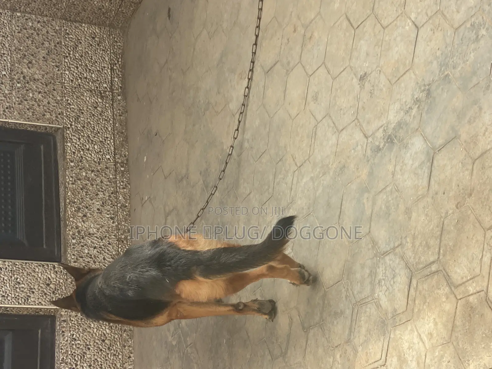 1+ year Male Purebred German Shepherd