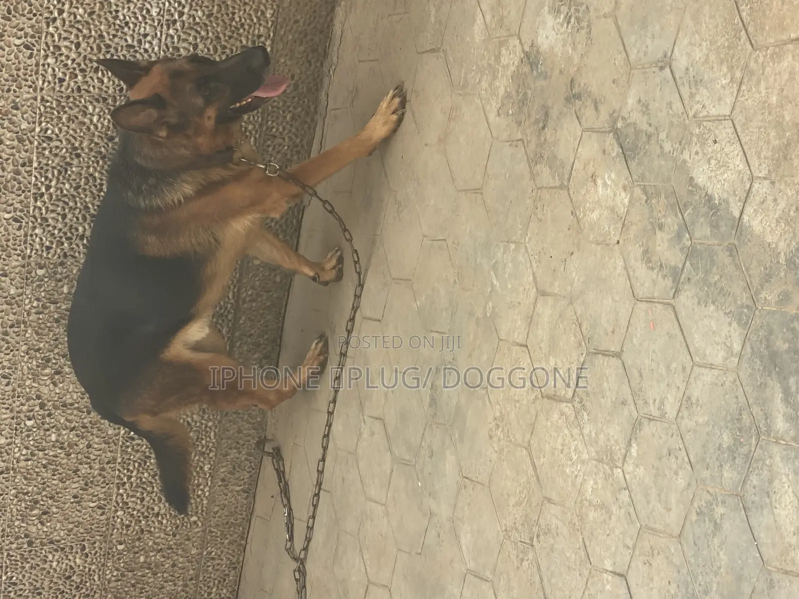1+ year Male Purebred German Shepherd