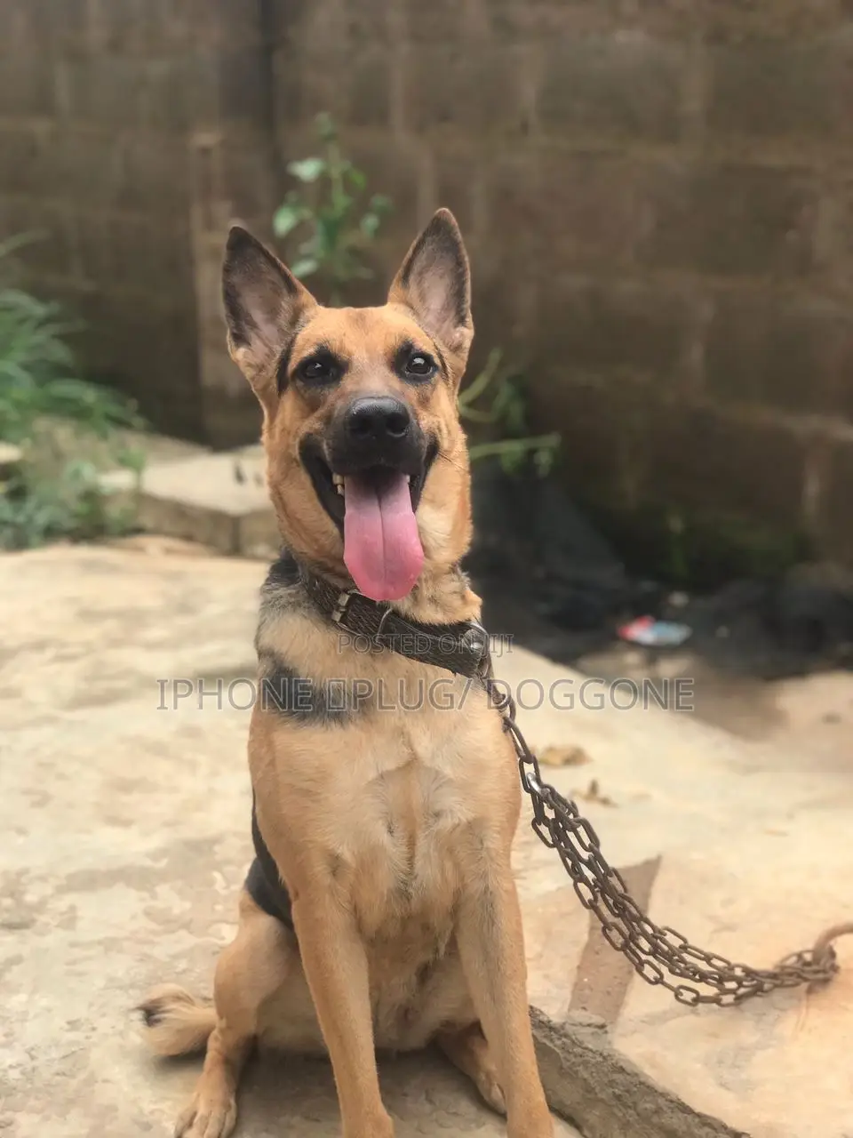 1+ year Female Purebred German Shepherd