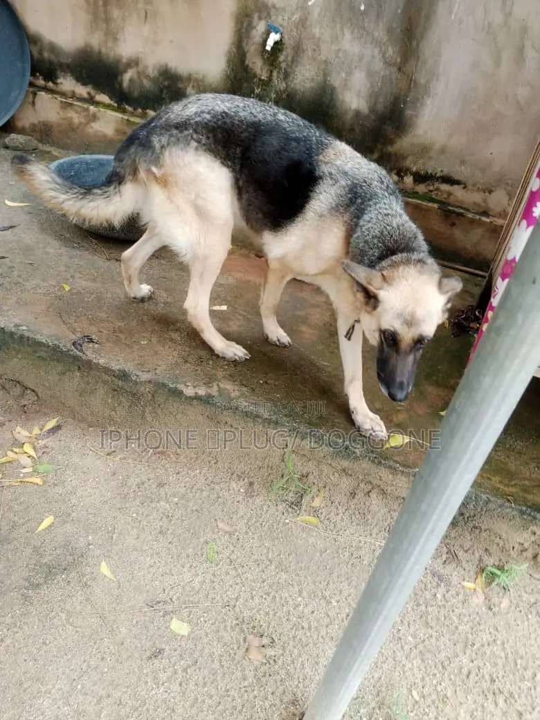 1+ year Female Purebred German Shepherd