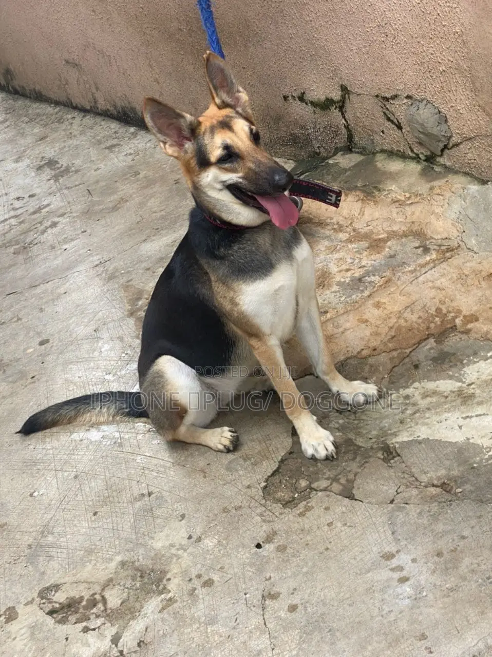 1+ year Female Purebred German Shepherd