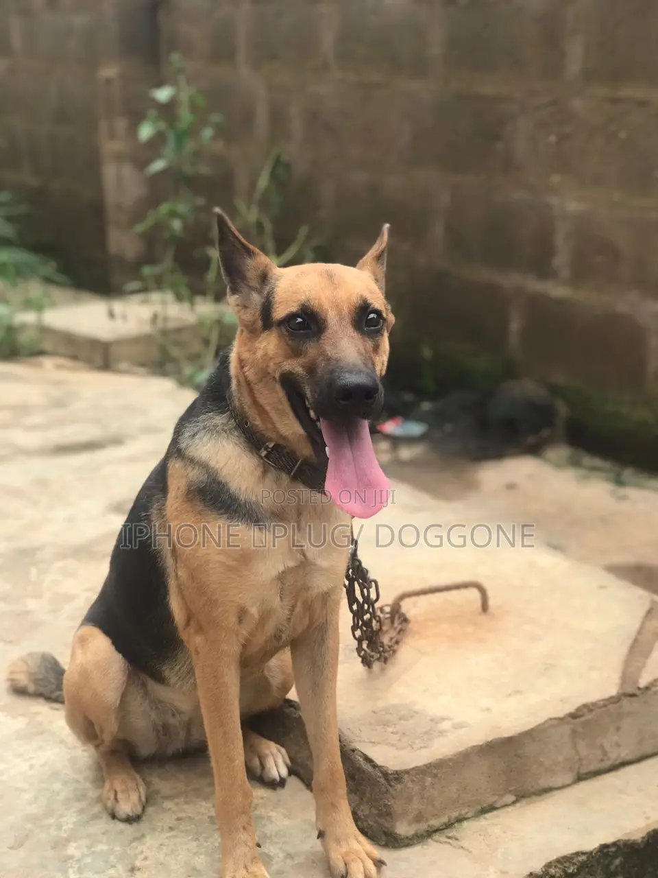 1+ year Male Purebred German Shepherd