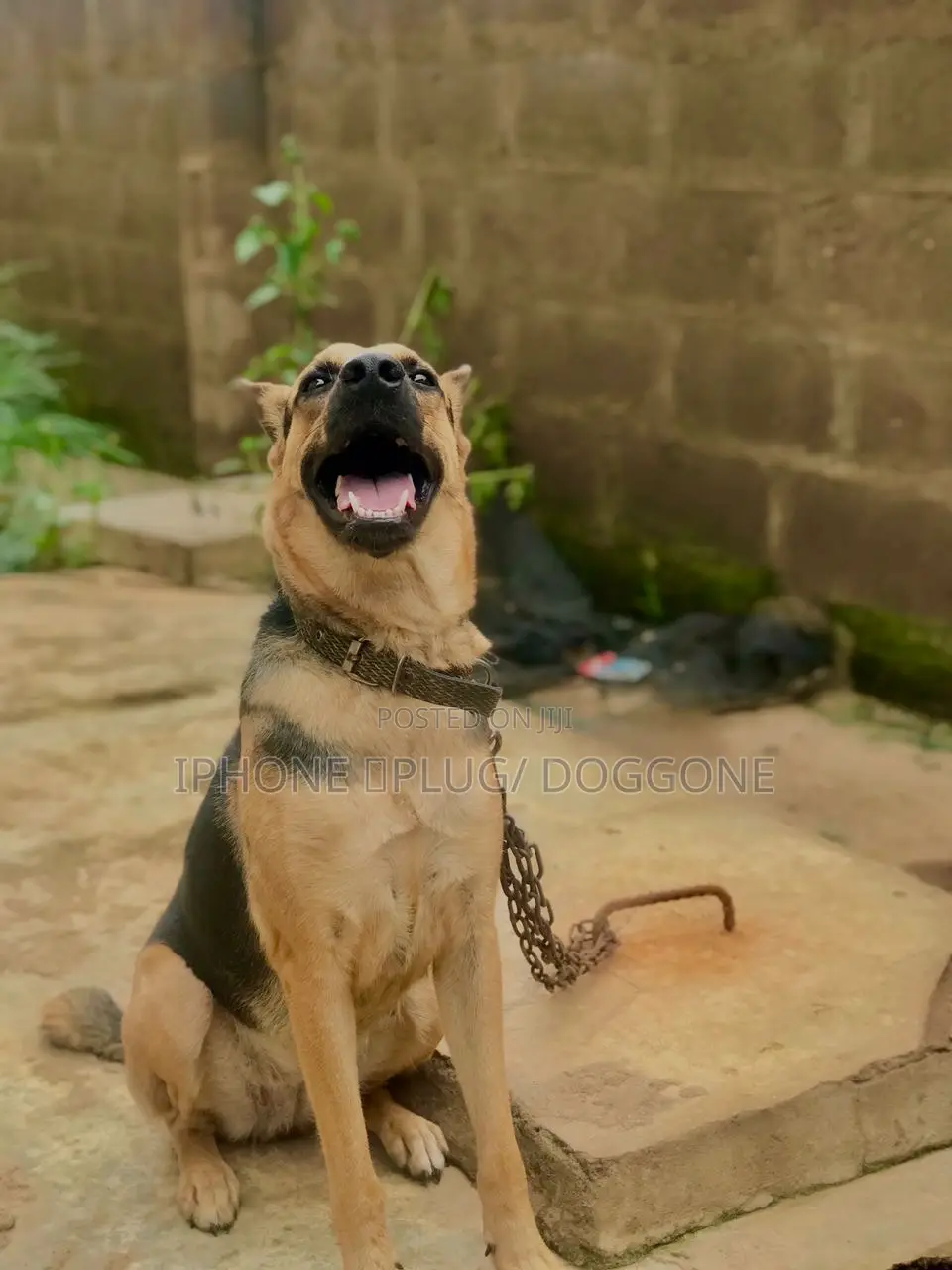 1+ year Male Purebred German Shepherd