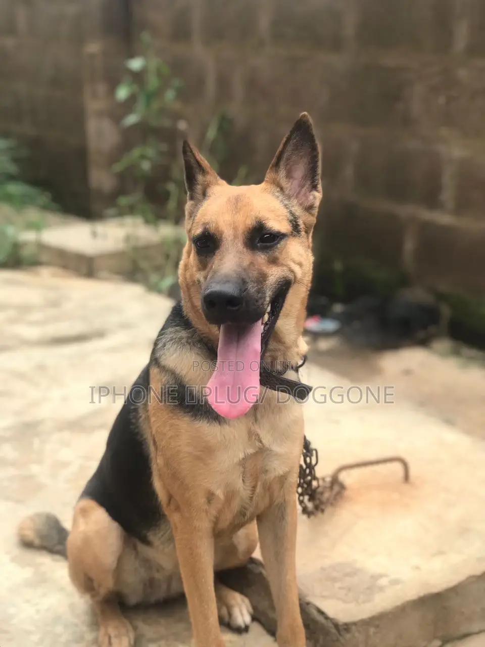 1+ year Male Purebred German Shepherd