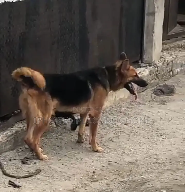 1+ year Male Purebred German Shepherd