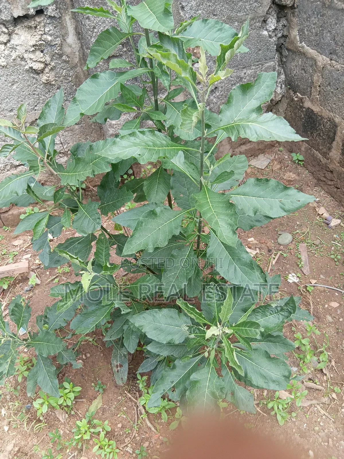 1300sqm ( 2 Plots) 4 Sale Facing Lasu Isheri Expressway