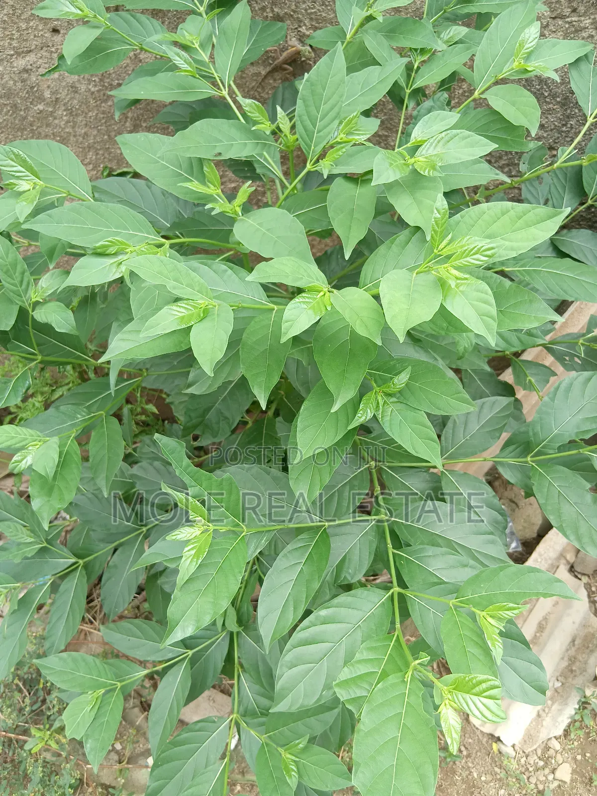 Half Plot Dopemu Agege Fence Gated Vacant Possession