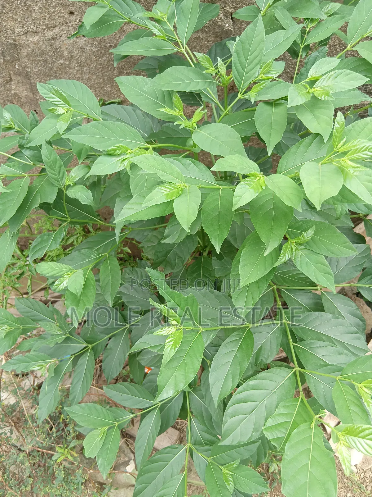 Half Plot Dopemu Agege Fence Gated Vacant Possession