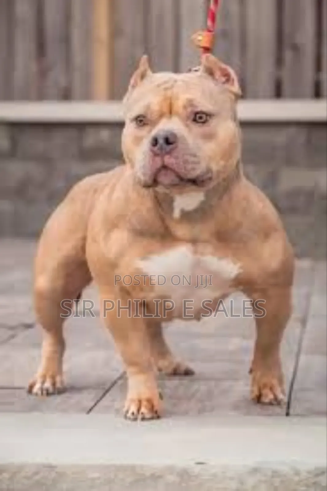 3-6 months Male Purebred American Bully