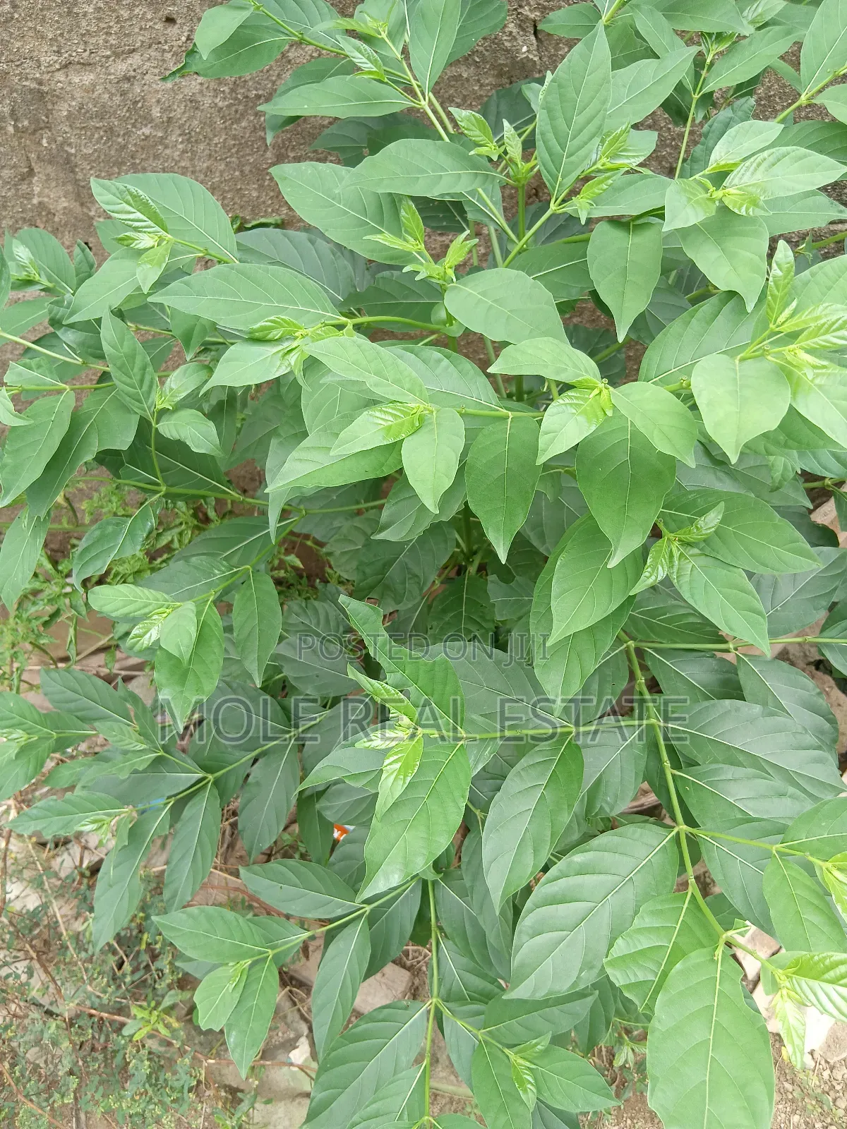 60ft/150ft Full Plot 4 Sale Zion Min. Agor Peace Estate
