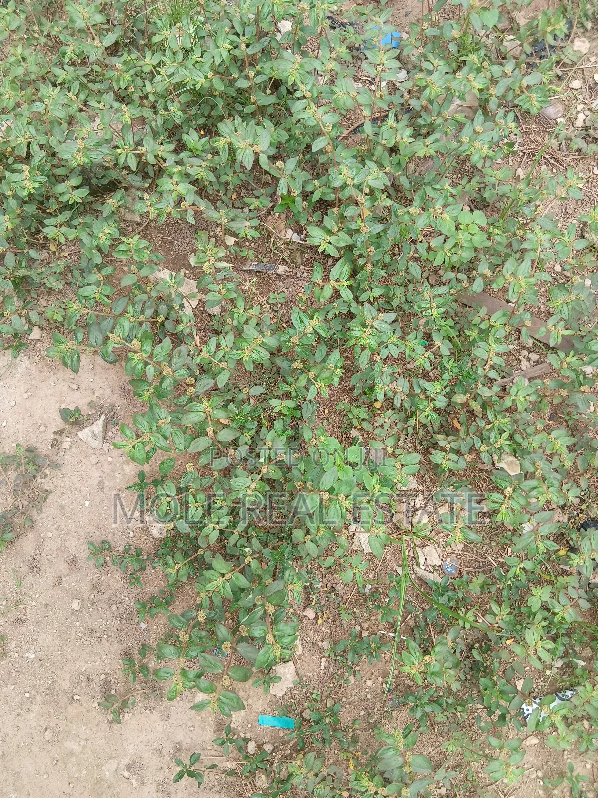 60ft/150ft Full Plot 4 Sale Zion Min. Agor Peace Estate