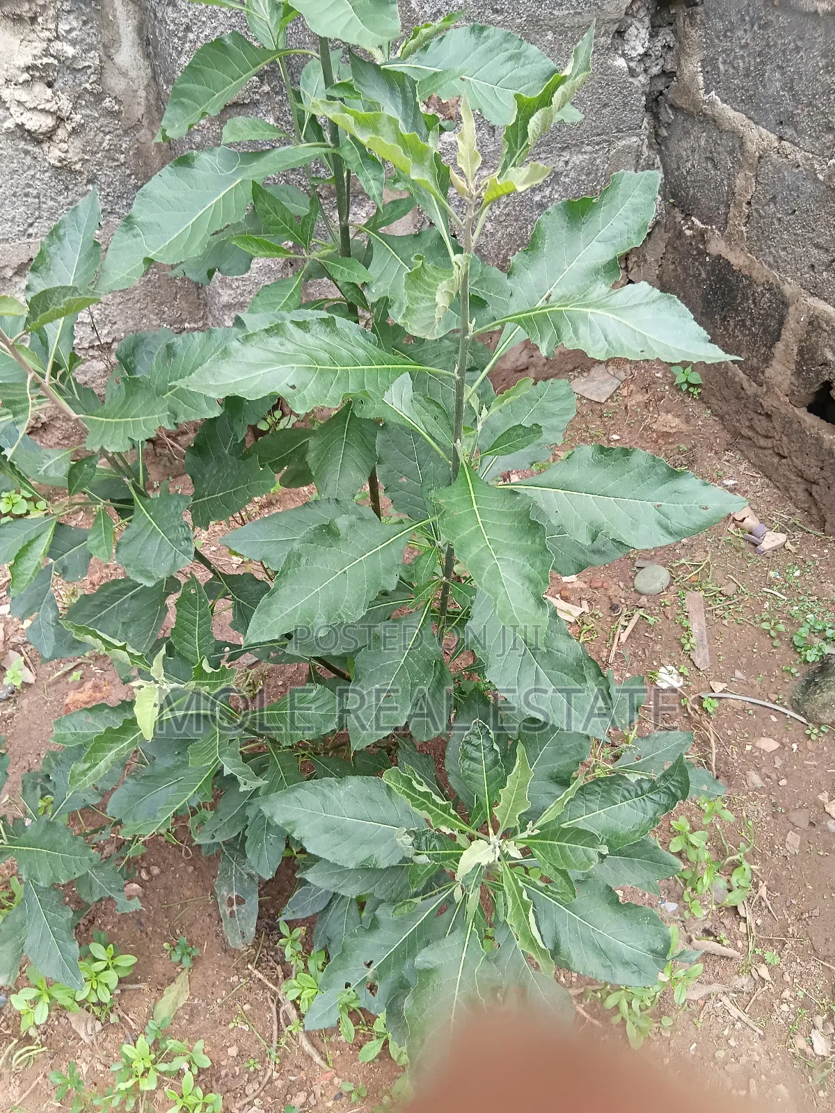 600sqm Full Plot Opp Mayfair Gaden Awoyaya Ajah