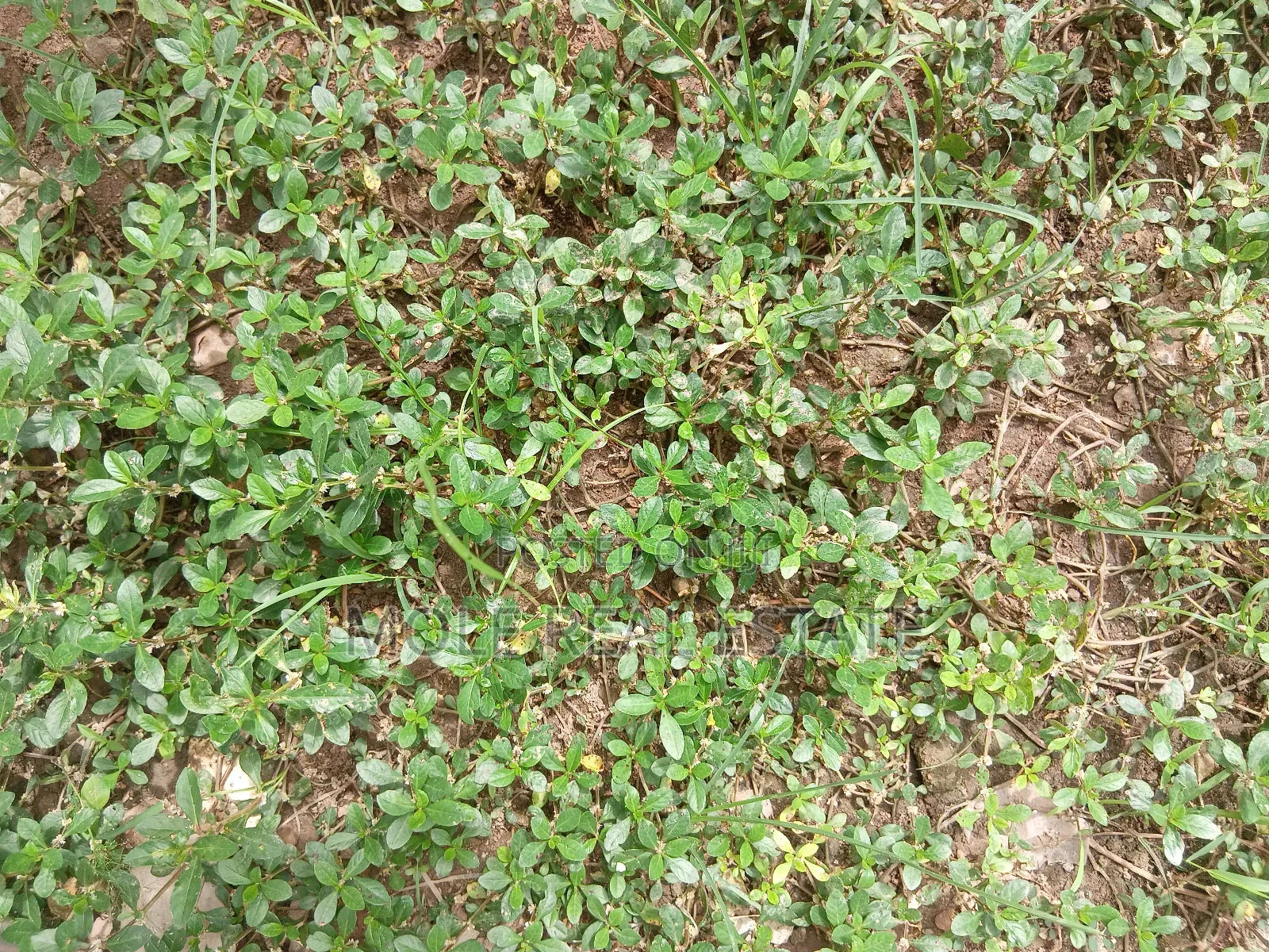 2 Plots Of Land Facing Iguando Iyana Oba Expressway
