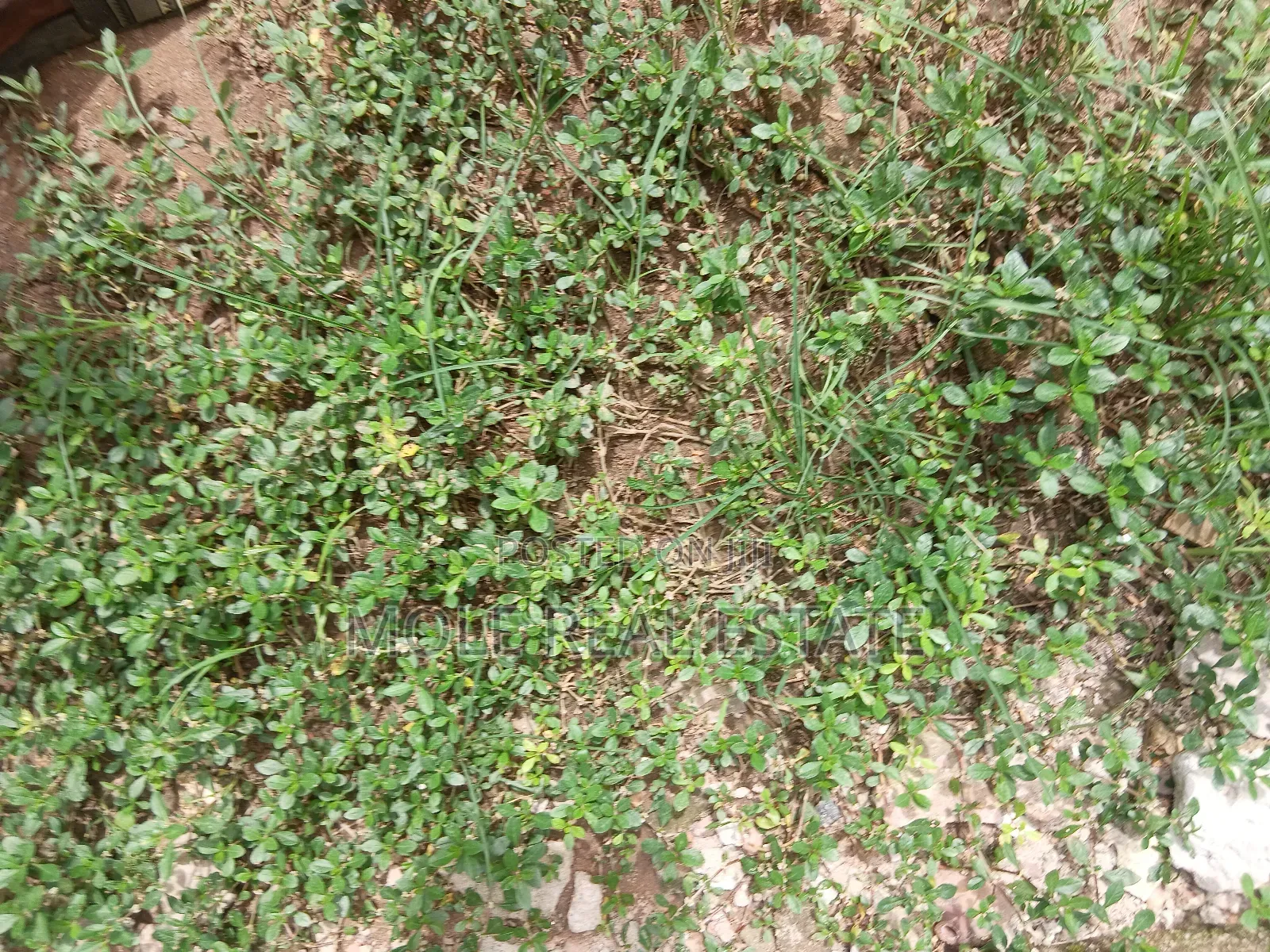 2 Plots Of Land Facing Iguando Iyana Oba Expressway