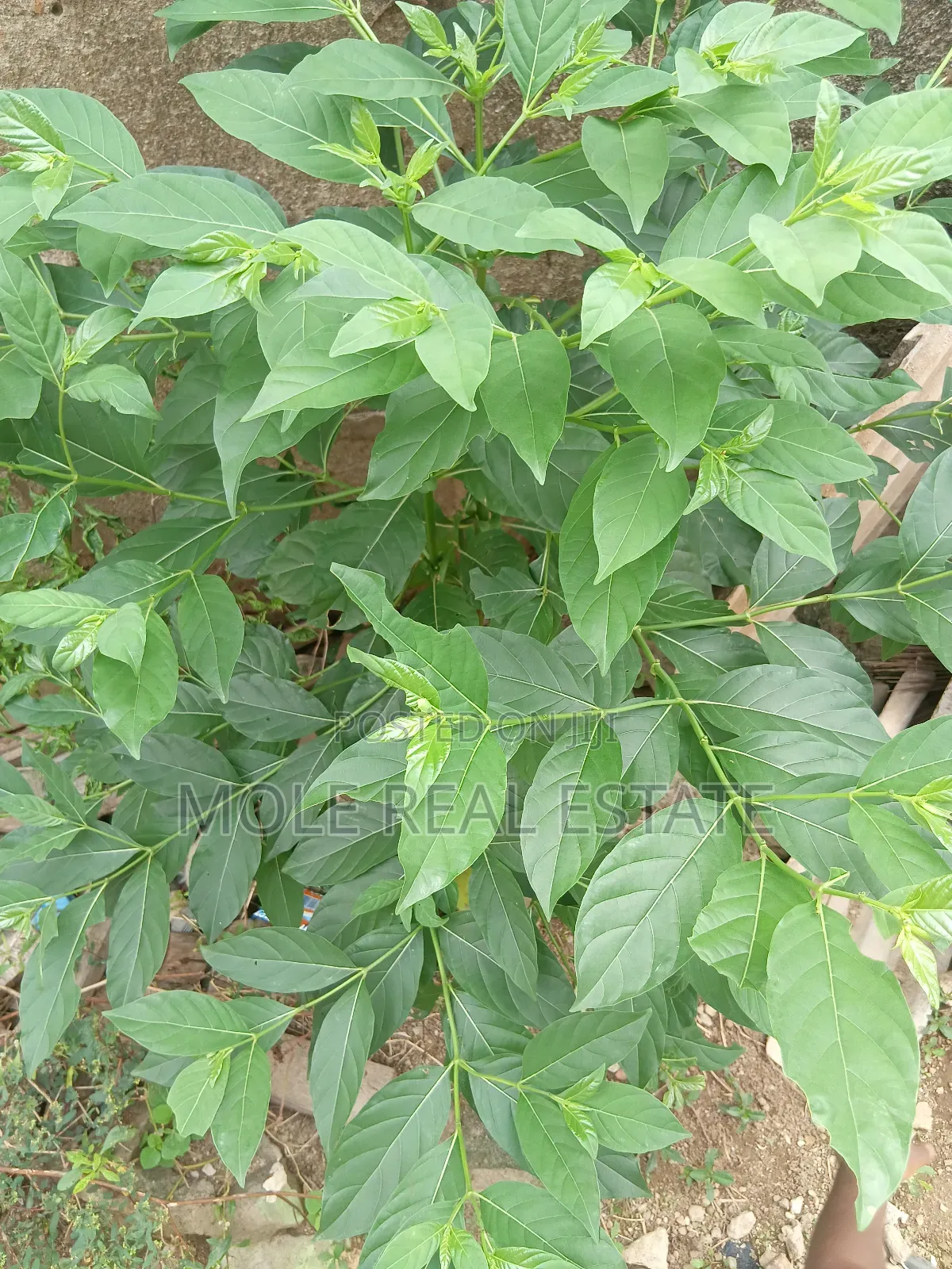 600sqm ( 60ft/120ft )Plot Facing Oja Ipaja Lagos