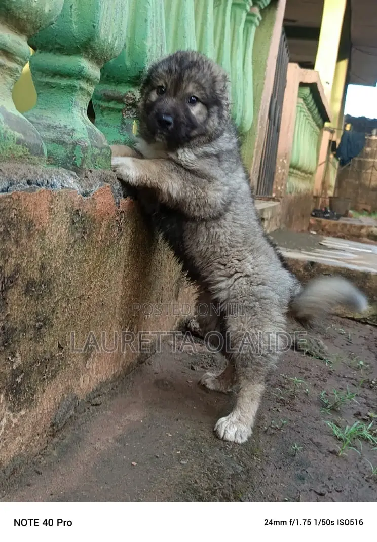 1-3 months Male Purebred Caucasian Shepherd
