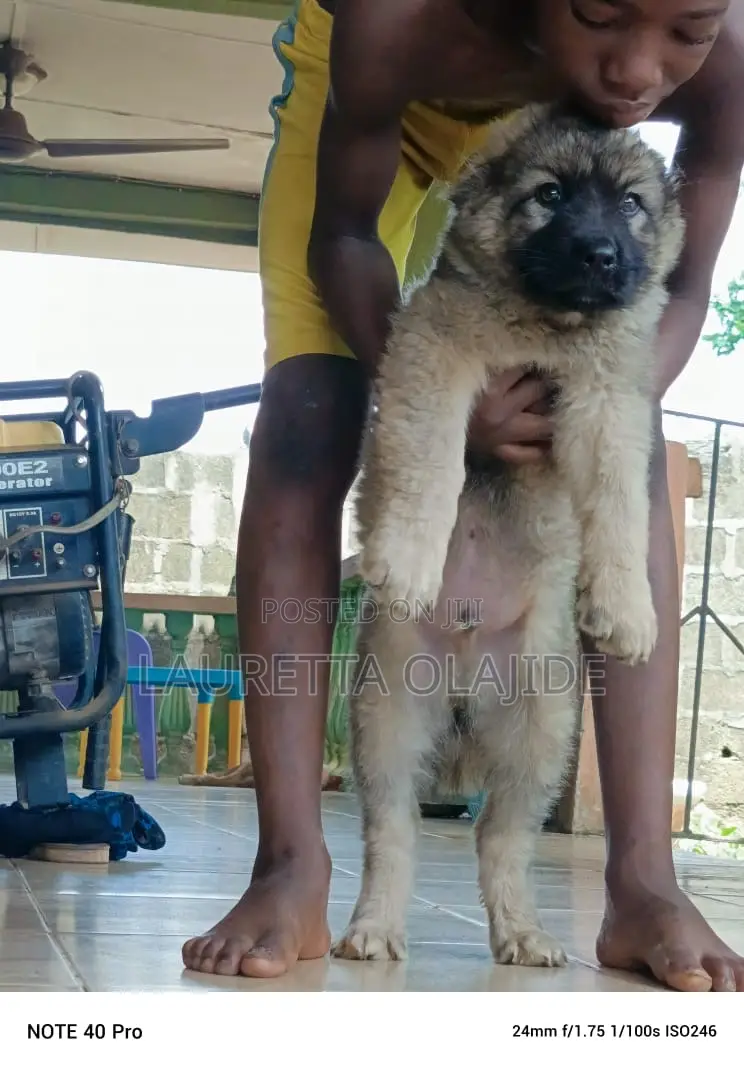 1-3 months Male Purebred Caucasian Shepherd