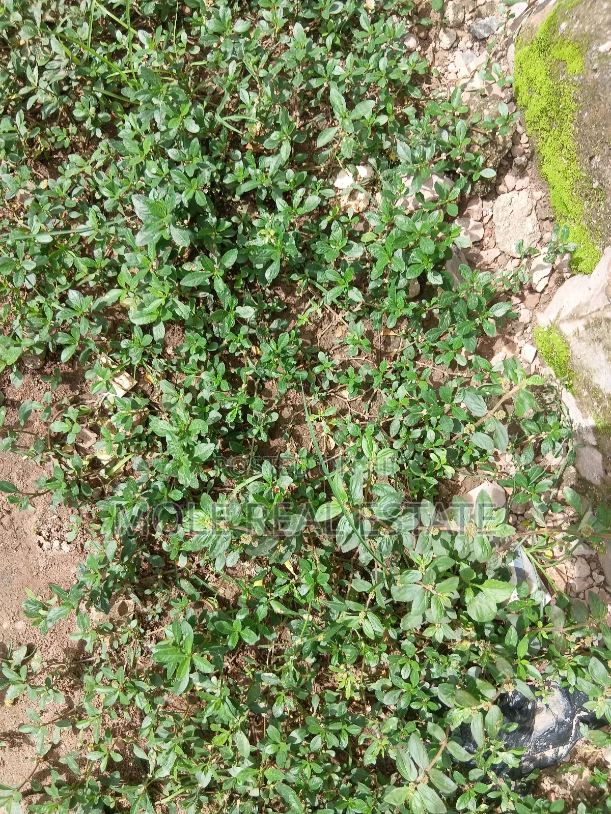 600sqm Full Plot Macualÿ Estate Igbogbo Ikorodu
