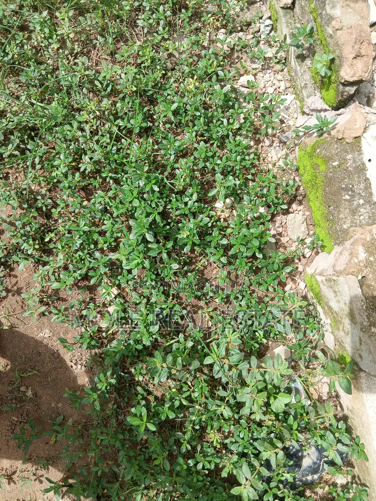 600sqm Full Plot Macualÿ Estate Igbogbo Ikorodu
