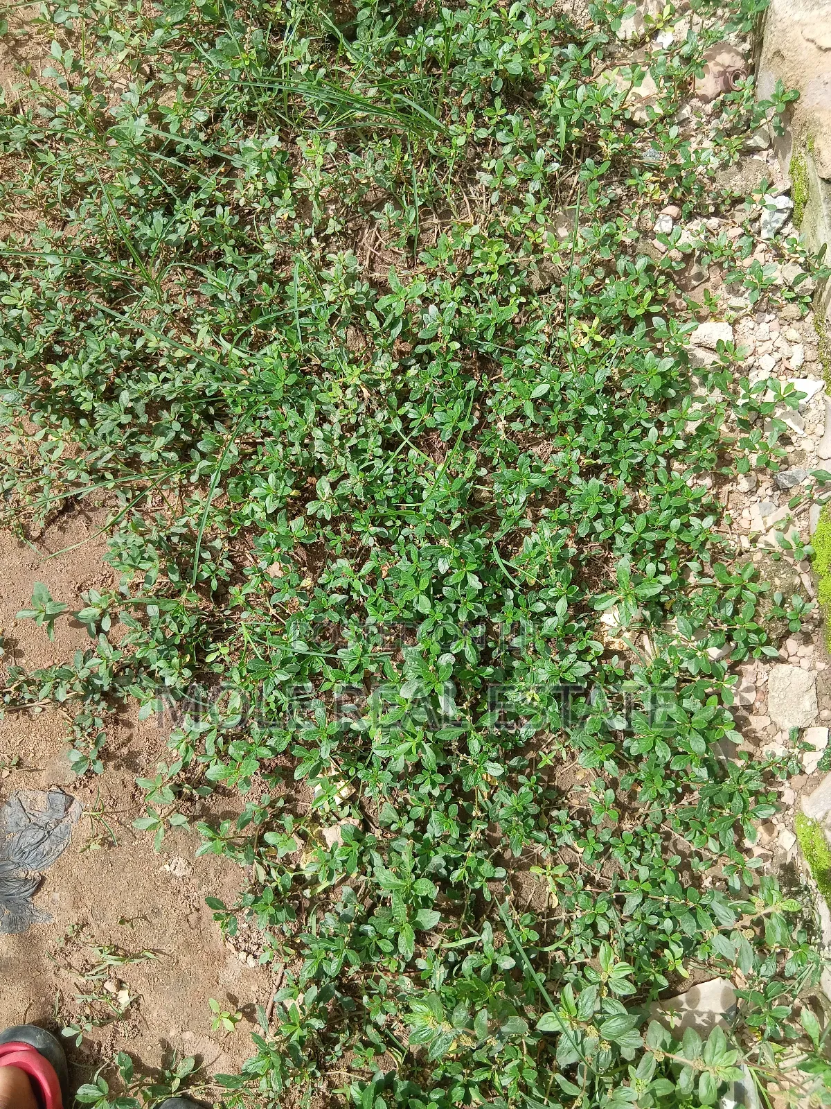 600sqm Full Plot Macualÿ Estate Igbogbo Ikorodu