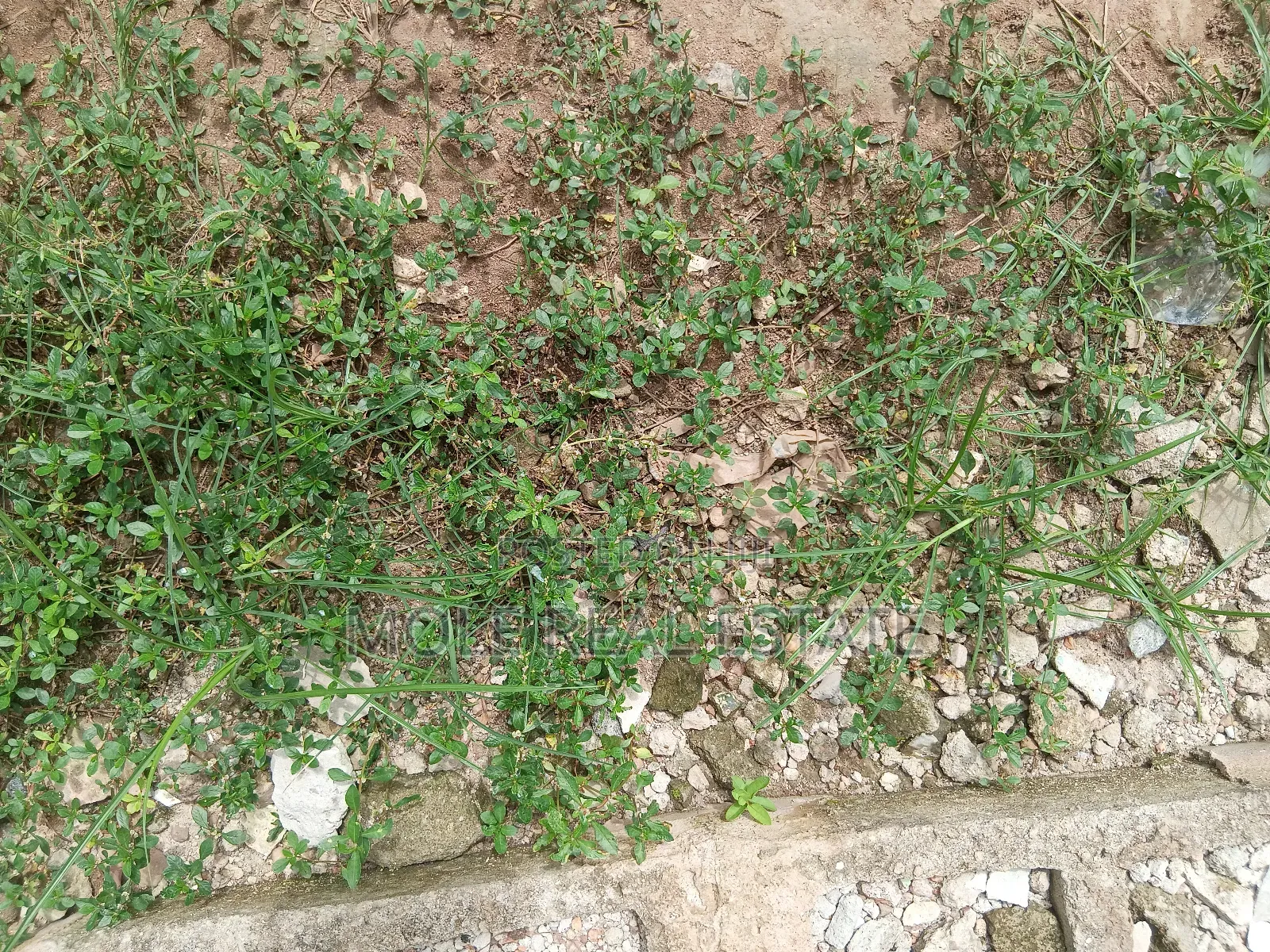 100 Acres of Industal Land Lukosi Lukosi Aralu Ogun State