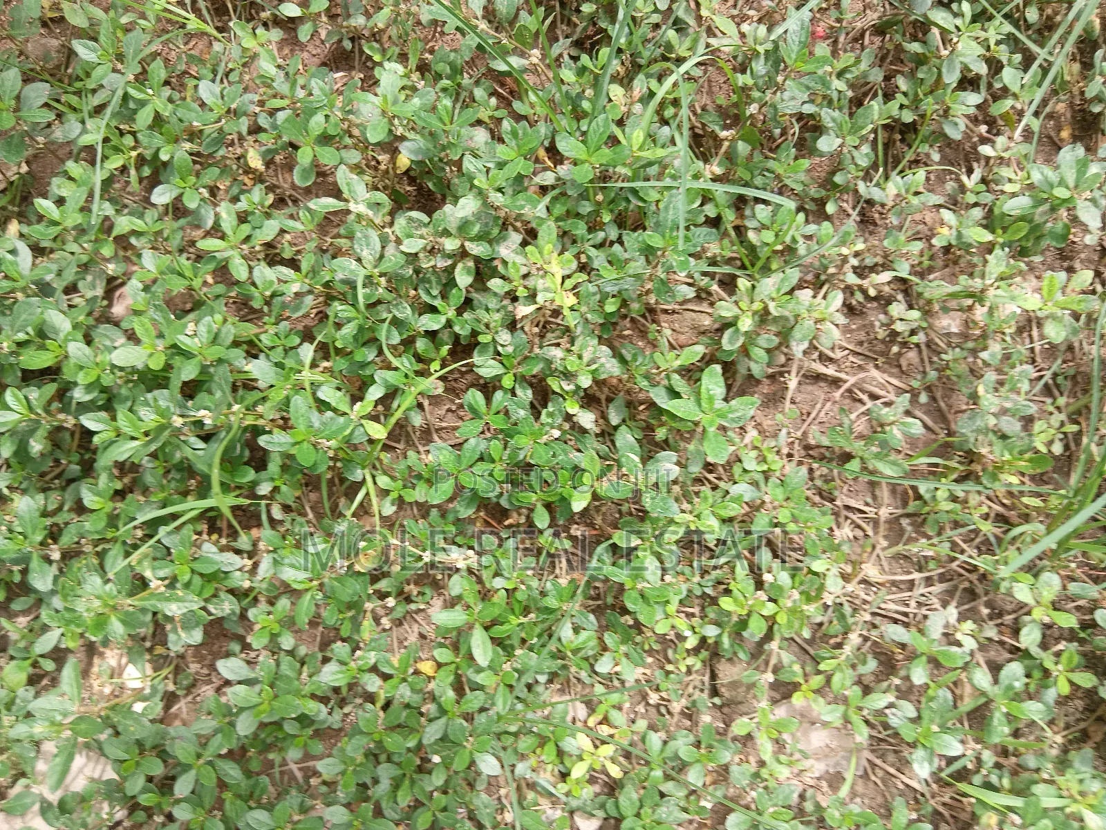 100 Acres of Industal Land Lukosi Lukosi Aralu Ogun State