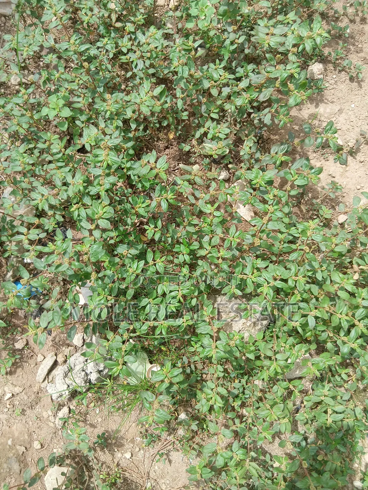 13000sqm Barre Land Bourdillion Ikoyi