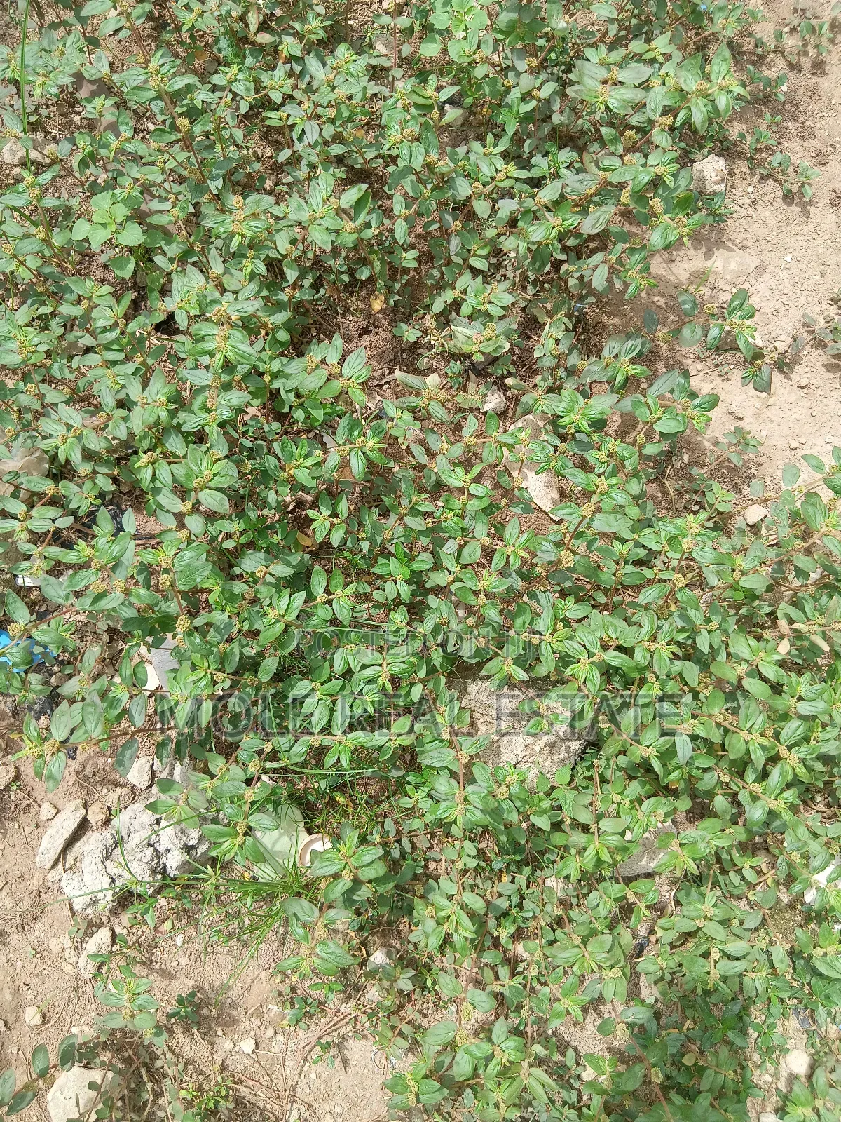 609sqm Plot on Shaw Road Old Ikoyi
