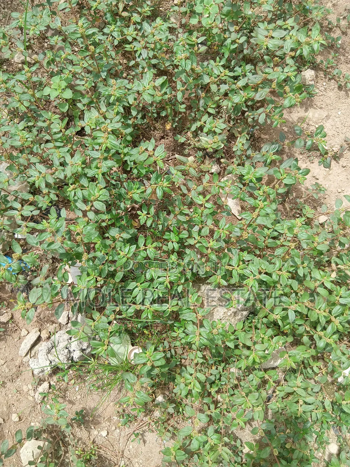 609sqm Plot on Shaw Road Old Ikoyi
