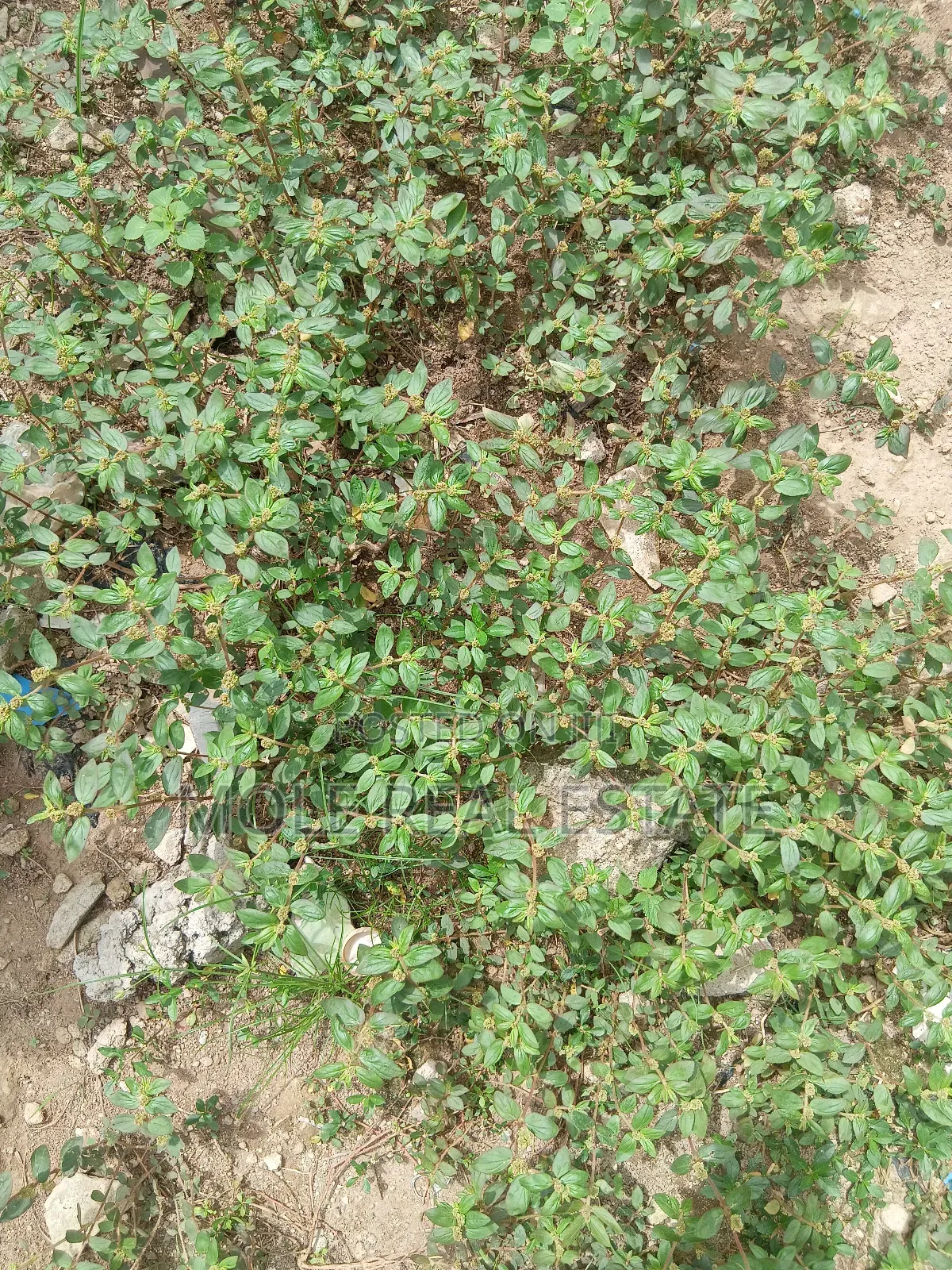 609sqm Plot on Shaw Road Old Ikoyi