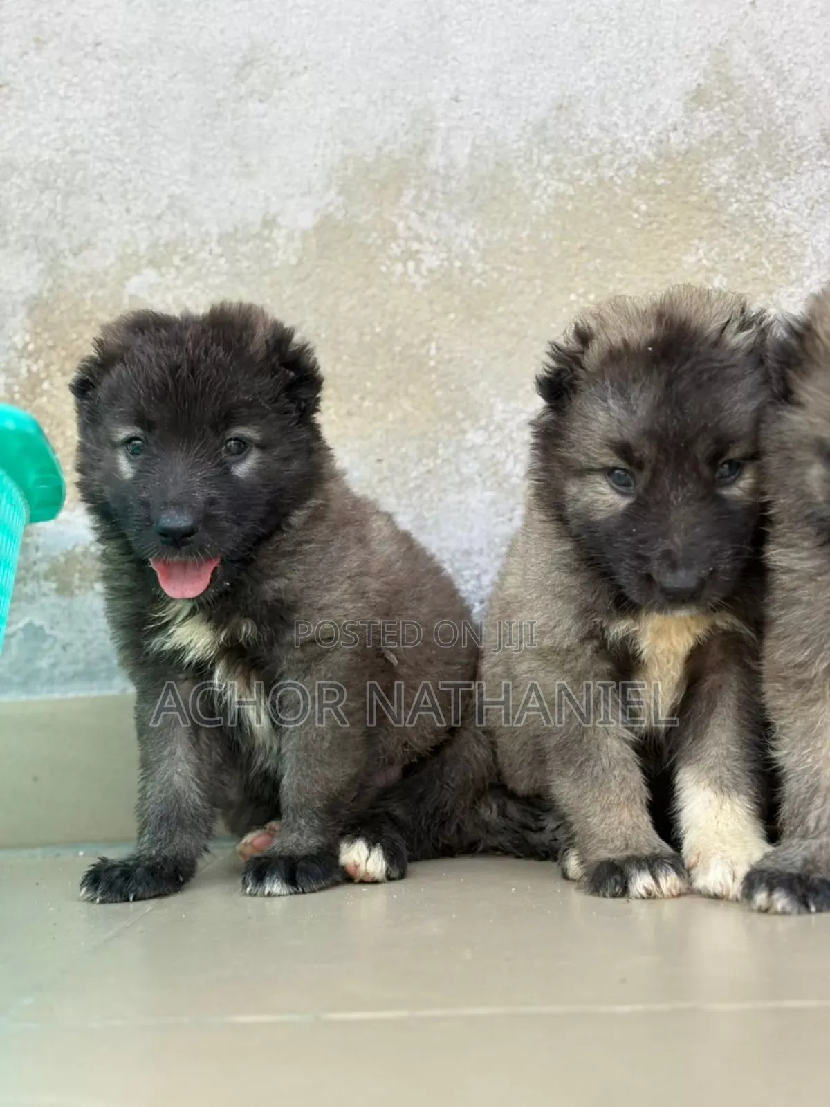 1-3 months Female Purebred Caucasian Shepherd