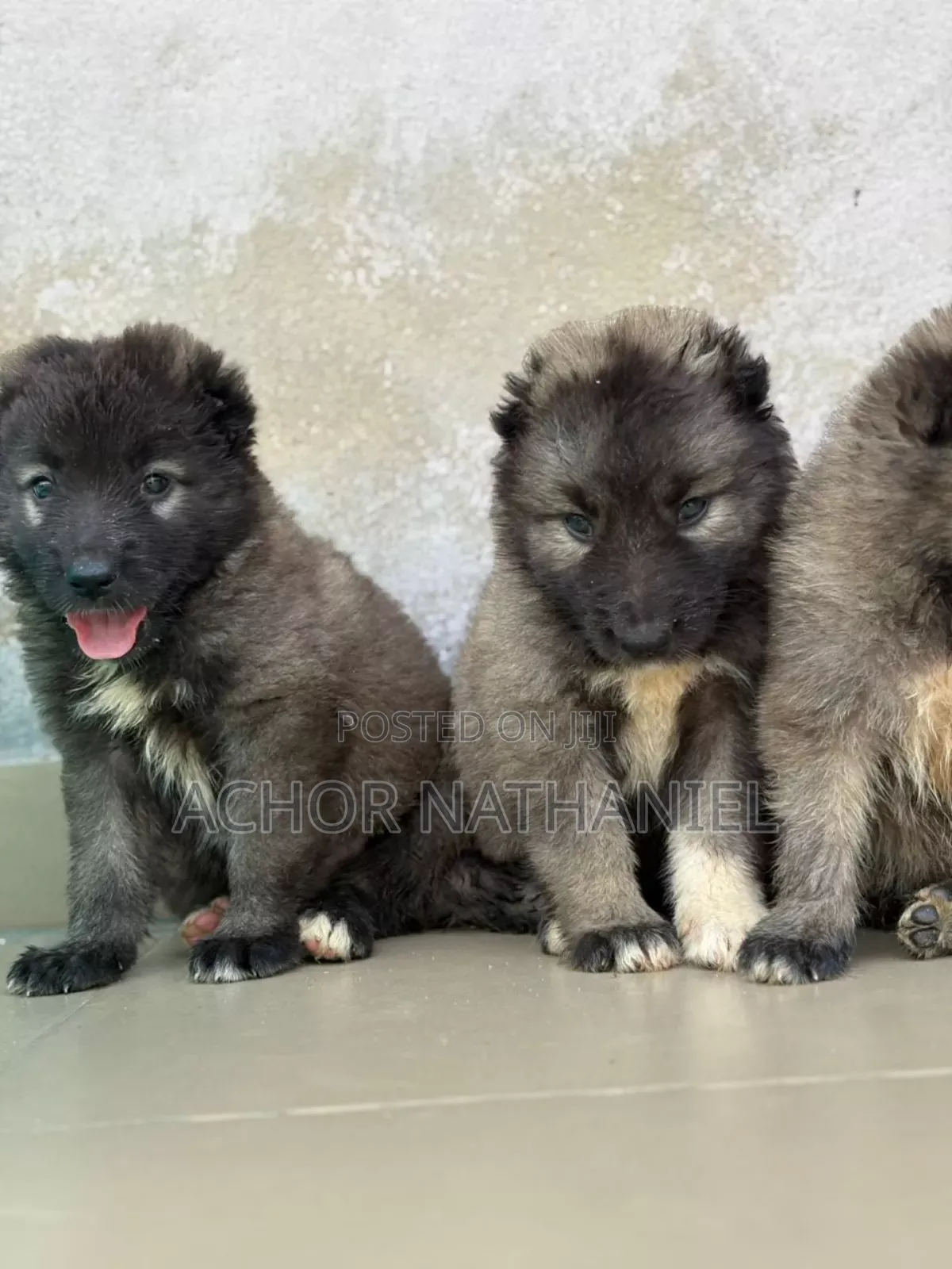 1-3 months Female Purebred Caucasian Shepherd