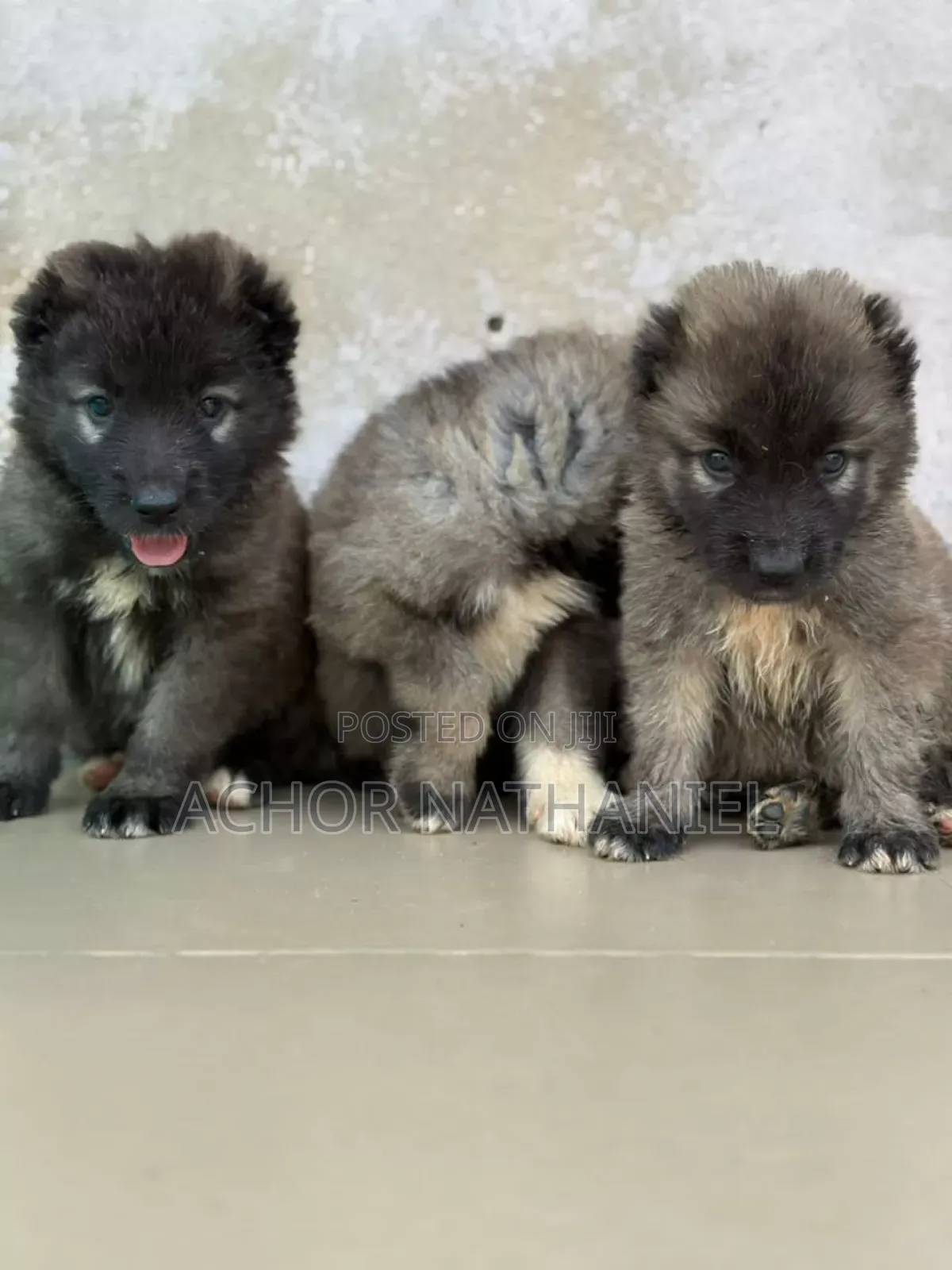 1-3 months Female Purebred Caucasian Shepherd