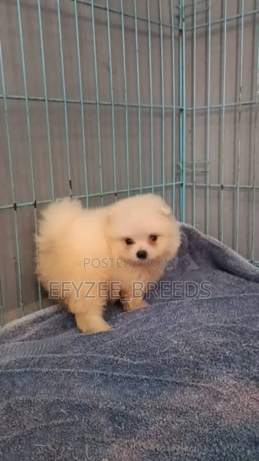 1-3 months Female Purebred Pomeranian