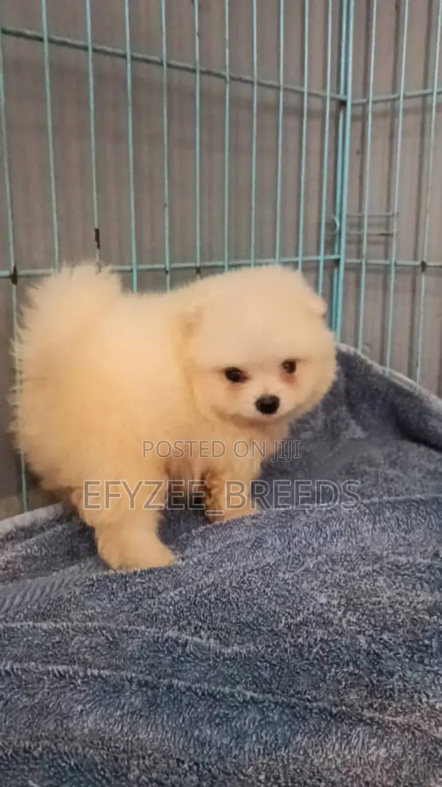 1-3 months Female Purebred Pomeranian